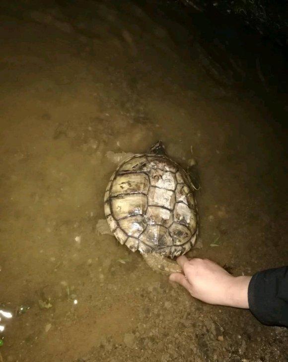 鱼肚|湖中老龟夜晚爬上岸，钓鱼人捡到后又放生，网友：带回家吃啊