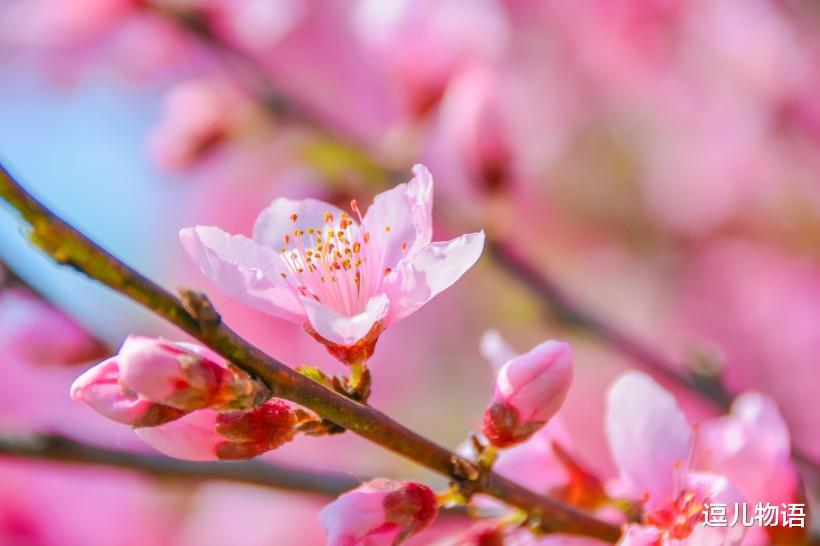 属兔：生肖兔：五月下旬, 五福临门, 八方进财, 桃花朵朵开, 好运不断