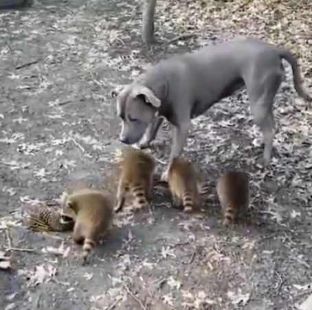 雷诺纬度|母猩猩养小老虎？那些越过了弱肉强食的跨种族“亲情”！