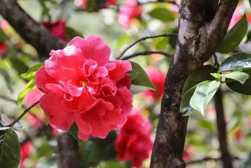 [丽江]丽江游记：来年春天，一起相约玉峰寺赏百年茶花