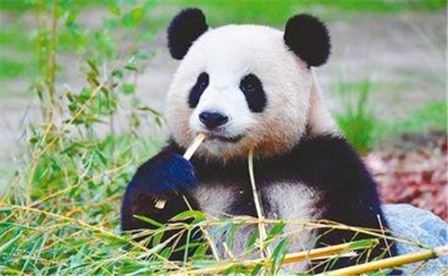 自家羊被咬死，他举枪怒杀大熊猫，得70斤肉卖了数千元，后来怎样