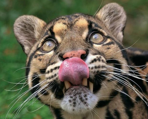 []云豹和狼谁厉害？