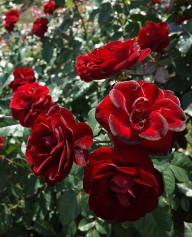 运势▲未来30天，4属相吉星高照，贵人如云，横财就手，日子红红火火