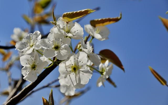 生肖|未来十五天，天赐良缘缘分与桃花，收获大堆爱情的四个生肖！