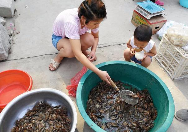 小龙虾|误认为是“小龙虾”，用180块买了5斤回家，煮完一吃“惊喜满满”