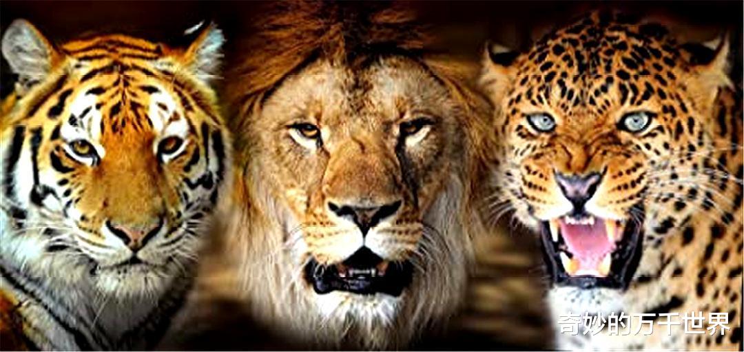 「老虎」老虎为什么比狮子更大？这里有两种解释