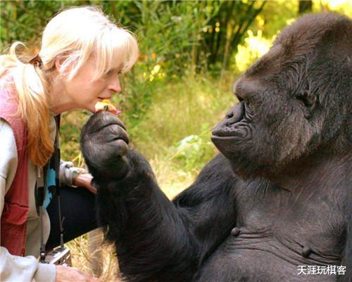 「黑猩猩」艾滋病源于黑猩猩,那第一个人是如何传染的?你想都想不到