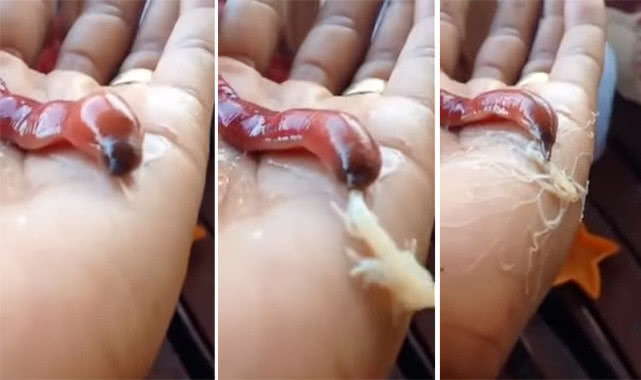 南极|扎堆进食的南极巨虫是什么动物?最长55米,舌头像丝线还有毒