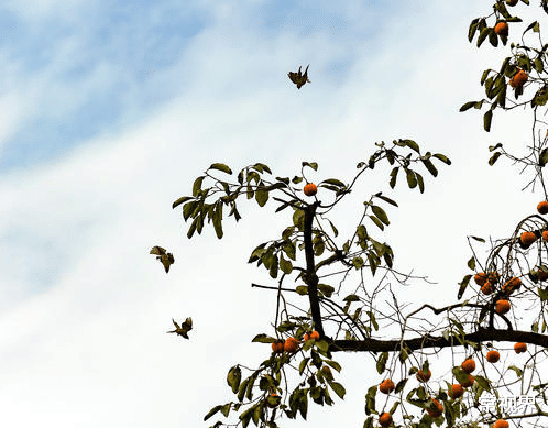 常视界|农村百年柿子树曾是孩子们乐园，如今挂满了甘甜的果子，却再无人来摘！