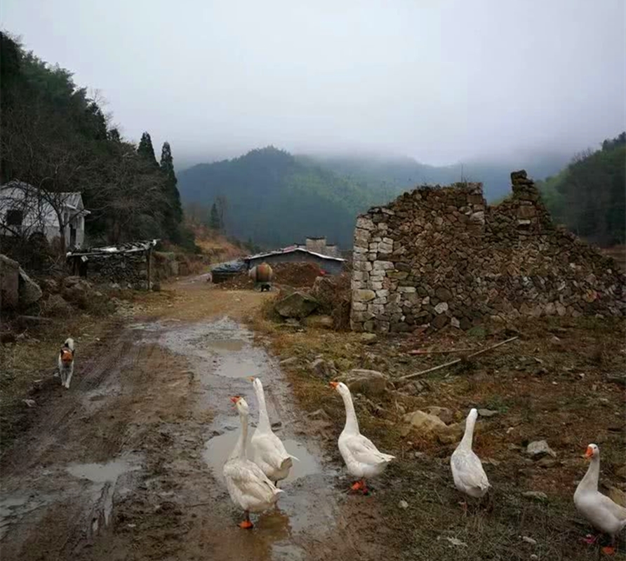 趣观历史|轰动一时的“浙江鬼村案”：76位村民离奇死亡，一场大火烧出真凶