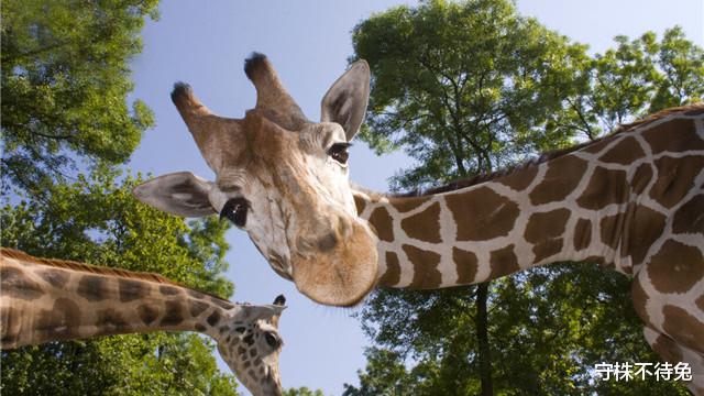 大象|40个冷知识：有关动物，书本上不会出现的有趣事实