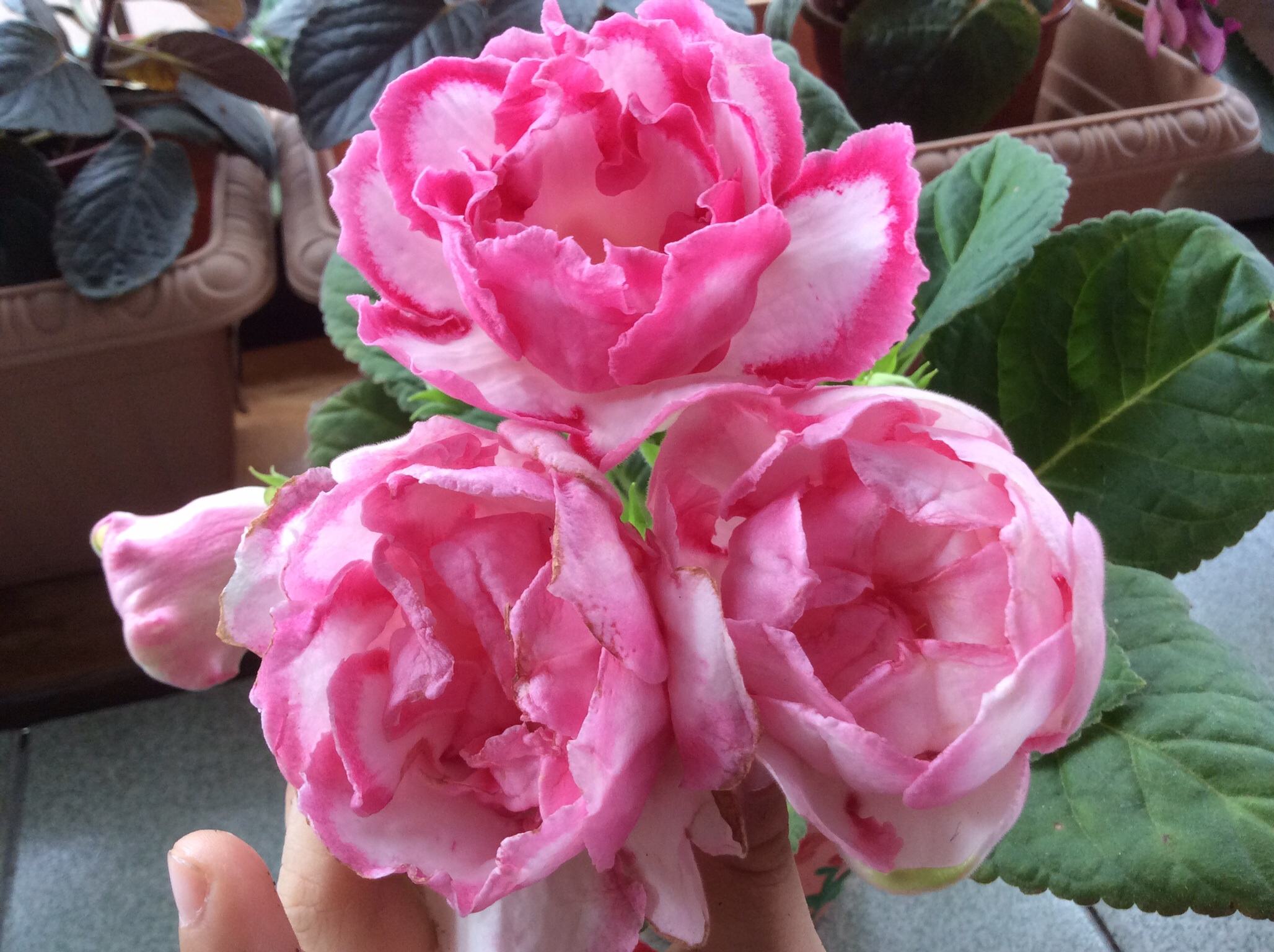 |七月如期而至，星座运势，愿七月与你都顺势而来