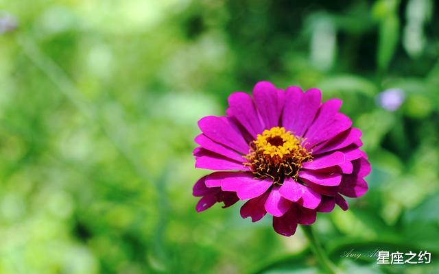 「运势」在6月份，爱意不悔，重挽真爱，细水长流的三大星座