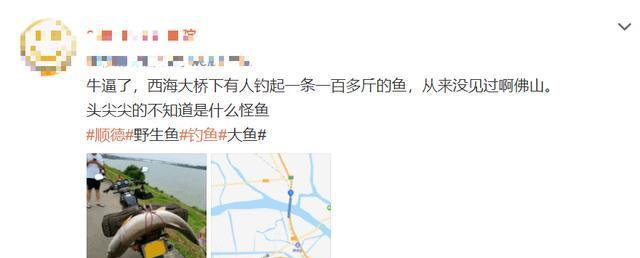 顺德|顺德钓鱼人，西海大桥下钓起百斤鱼王，网友：能吹一辈子