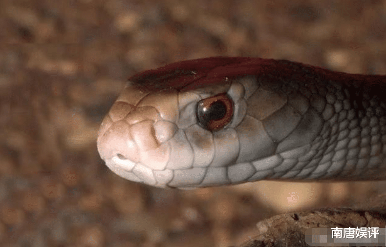 心咒|地表最毒的蛇，毒性是眼镜王蛇的20倍，咬一口可杀死100人！