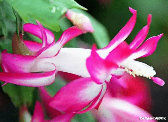 『霉运』4属相好运到霉运散，6月开始升职加薪有望，赚到盆满钵满