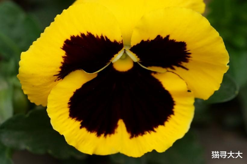 生肖@7月下旬，月老有情，姻缘树复苏，好运成双成对，注定躲不过桃花