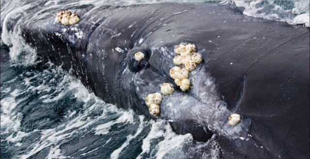 鲸鱼|大型鲸鱼身上基本都有附着物，为何大白鲨身上干干净净？
