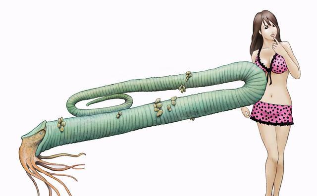 浣熊|酷似回形针，寿命200年，乌贼为什么长这怪样？真的难死科学家了