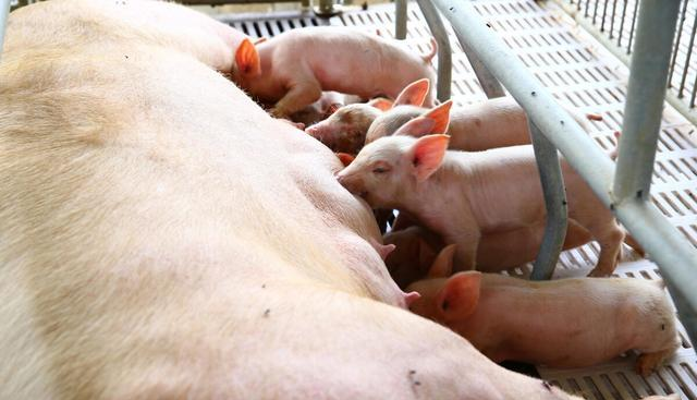 猪肉|猪价持续飘绿,节后肉价是涨是跌?专家:春节有望回归15元