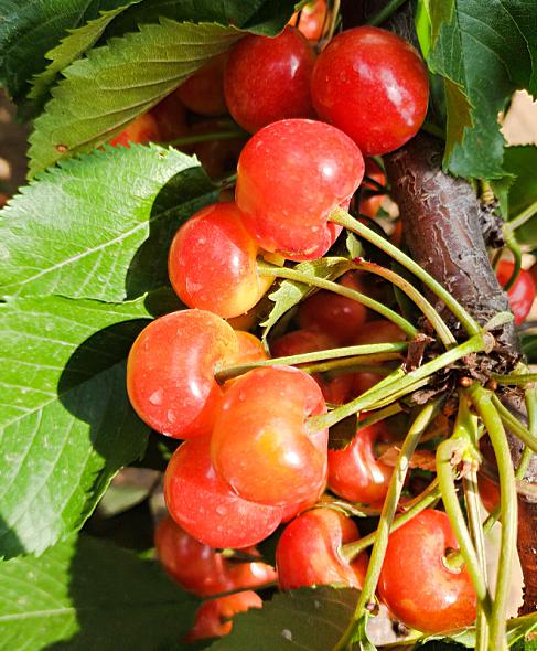 #大连#大连樱桃家族再添三名新成员