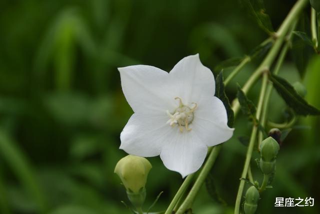 摩羯座|从8月份开始，势在必得，不屈不挠，魅力无限的三大星座