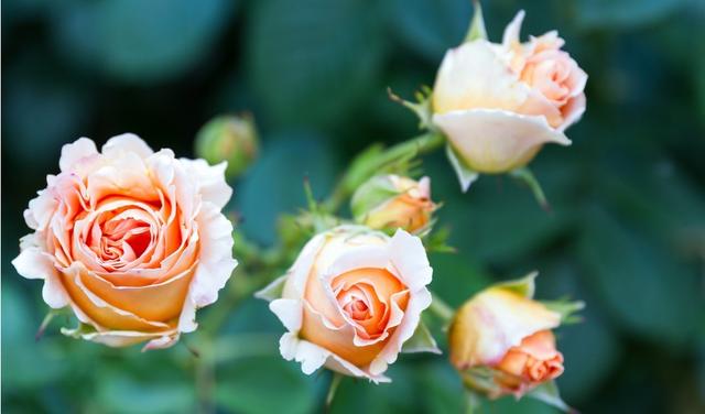 生肖|8月，桃花了不得，异性缘升温，4生肖爱情事业两得意，欢天喜地