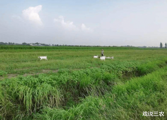 蜂蜜|永久基本农田保护政策再升级！2种违规行为国家要严查，早知道！