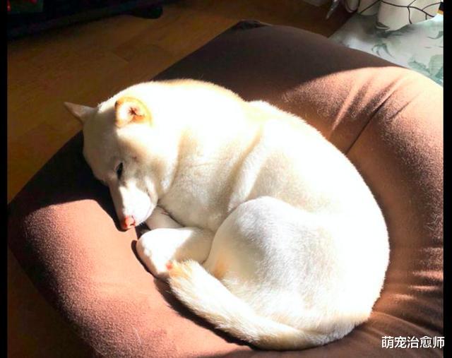 男子偶然救助了只秋田犬，它每天都趴窗边等主人下班，感动又幸福