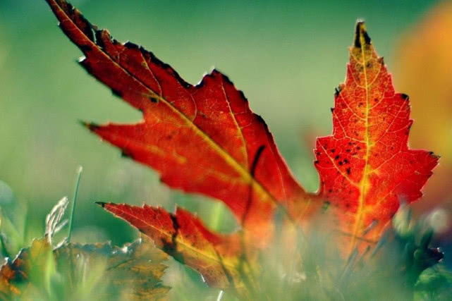 射手座■最近3个月，将有长辈贵人关照，财运上上签，生活不再?迷茫的生肖