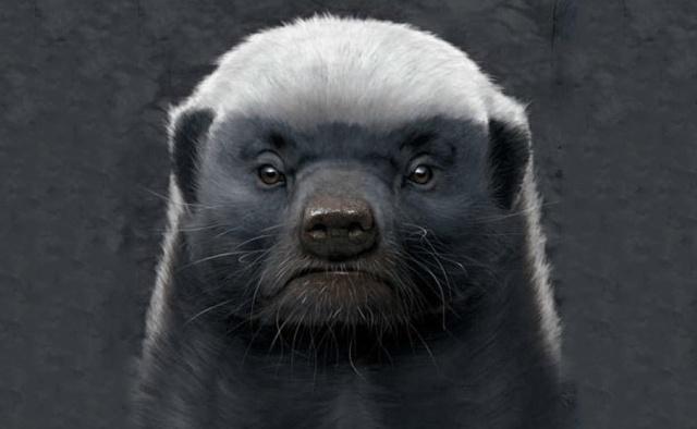 【蜜獾】平头哥，吃毒蛇就像吃辣条，真的百毒不侵吗？其实它被高估了