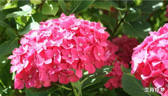 「属蛇」5月，旧情人回头，诉说真心，3生肖重拾往日旧爱，一往情深爱到老