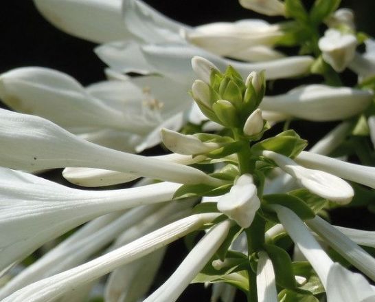 运势|未来7天，4属相喜从天降，运势旺盛，顺风顺水，生活一帆风顺