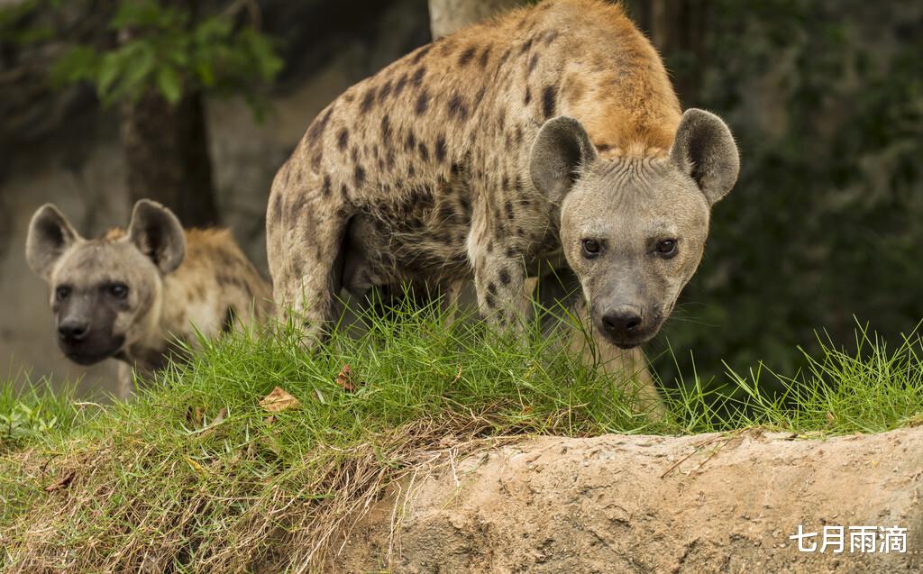 鬣狗|美洲豹能否轻易干掉斑鬣狗？答案可能是“没想到”！