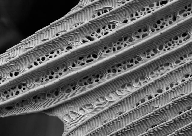 显微镜|25张显微镜下事物的神奇照片，看了巧克力饼干很难有食欲