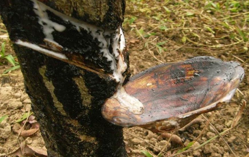 过敏|过去背井离乡去割，200元一公斤，如今价格暴涨，却少有人愿意干