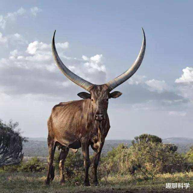 撒哈拉沙漠|“牛魔王”在世，逆天生长的大牛角达2.5米，正逐步走向灭绝