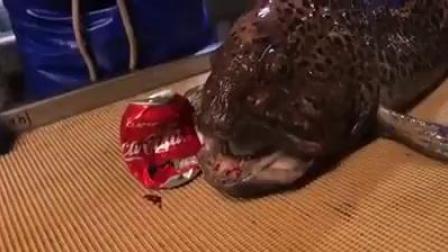 [骆驼]几个死掉却比活着更危害人类的动物，其中之一是我们常见的骆驼