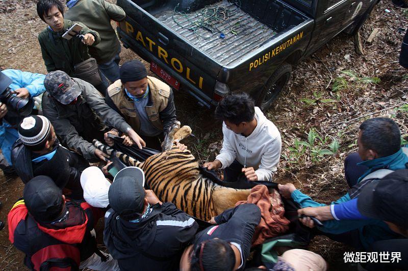 伦理|为何人类通常吃食草动物的肉，却很少吃食肉动物？看完你就懂了