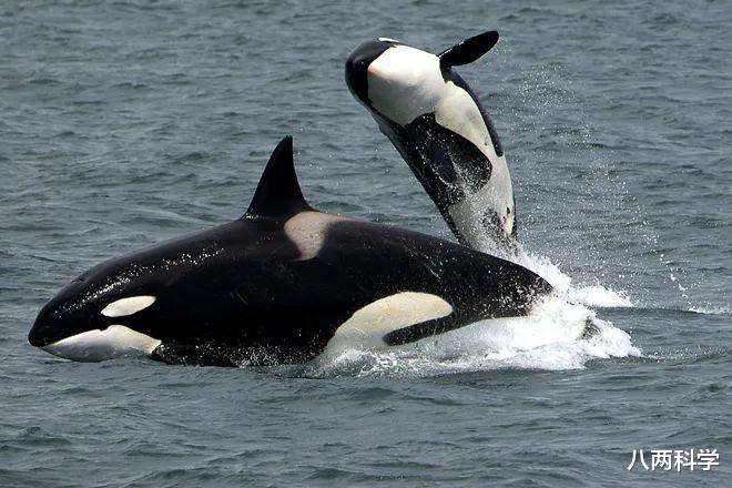 虎鲸|曾带幼鲸尸体游17天的虎鲸,再度怀孕了,但科学家担心悲剧再发生
