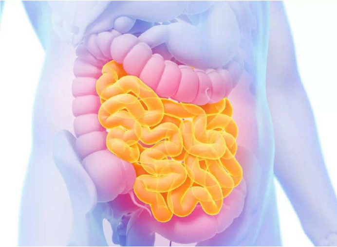 科学家|科学家惊人发现,你的身体内有“第二大脑”,它决定你的健康