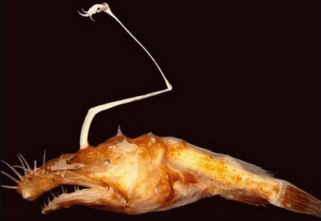 ▲10张照片带你了解，世界上长相最诡异的10种动物，你见过几种？