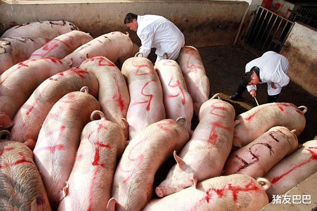 東北豬價全線“飄綠”，2萬噸凍肉來襲，豬價要“斷崖式”下跌？-圖6