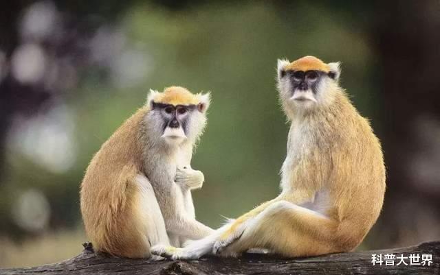 生物学家|生物学家发现一种新猴子，深山里生活了100万年，如今只有200多只