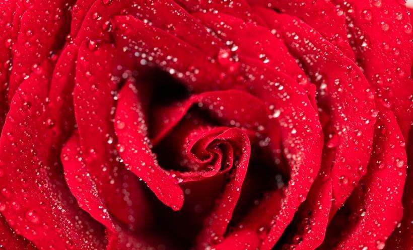 生肖|10月下旬,桃花星处处开,喜结良缘,真爱伴你行的四大星座