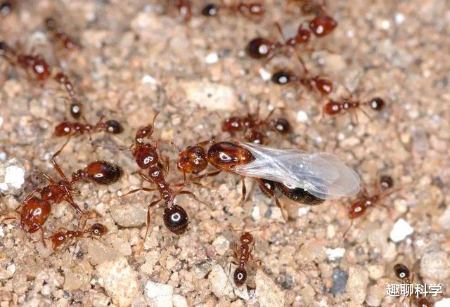 红火蚁|行军蚁大战红火蚁，蚁后被斩首，逃兵被追回就地处置