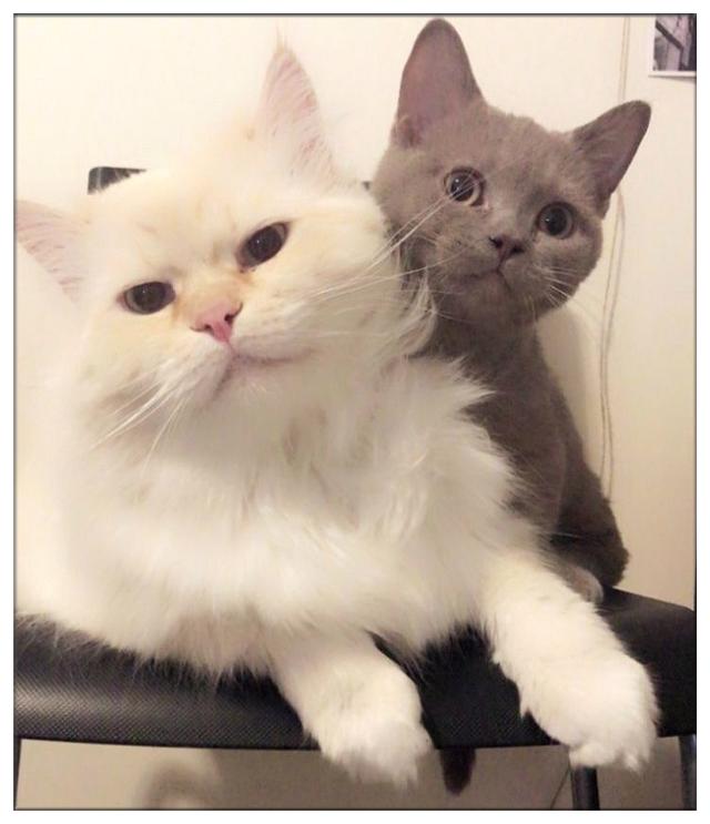 朋友将猫咪寄养在网友家，和网友家的猫咪疯狂秀恩爱，狂虐网友