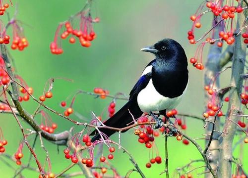 『摩羯座』5月中旬,喜鹊衔枝,爱情归来,与前任不期而遇重温旧梦的星座