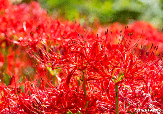 运势▲进入下周，4属相横财正财连旺，红鸾星动，桃花运爆发，生活幸福