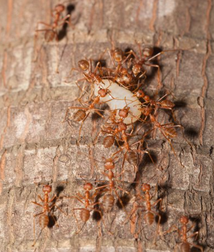 后代:蚁后死亡之后,剩下的蚂蚁会怎么样?涨见识了